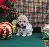 poodle puppy posted by Rhonda Wallace